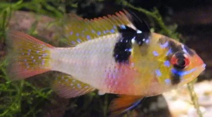 Ram_Cichlid.webp