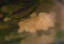 ram_cichlid_eggs.webp