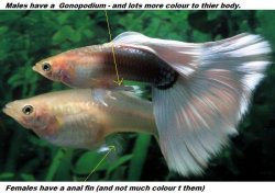 guppy3.jpg