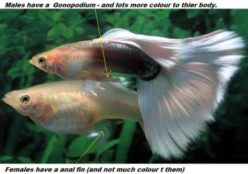 guppy3.webp