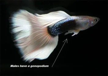 guppy8.webp