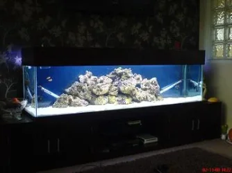 newreef.webp