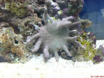fingercoral.webp
