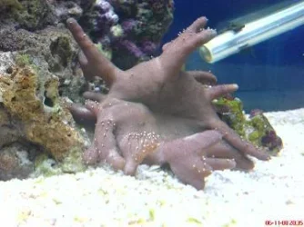 coralspike.webp