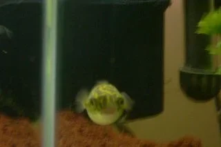front_puffer.webp