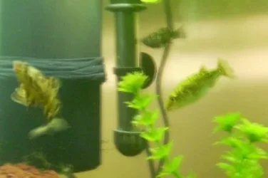 puffer_and_lionfish.webp