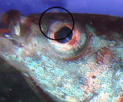 Wyland_eyeissue_1.gif