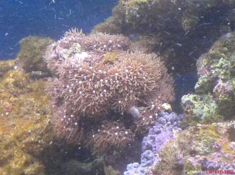 Starburstpolyp.webp