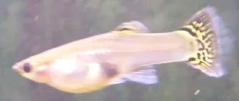 Female_Guppy.webp