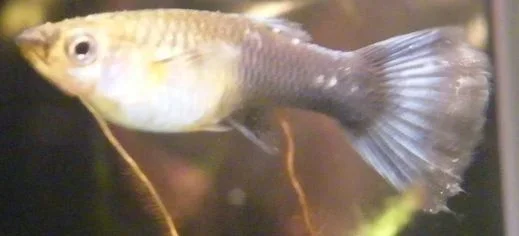 Guppy.webp