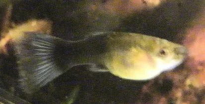 Guppy_Fat.webp