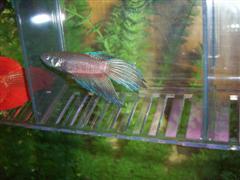 100_0414__WinCE_.JPG