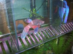 100_0435__WinCE_.JPG