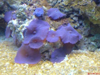 Bluemushrooms1.webp Bluemushrooms1.webp