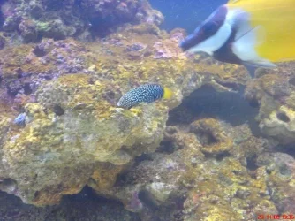 Wrasse.webp Wrasse.webp