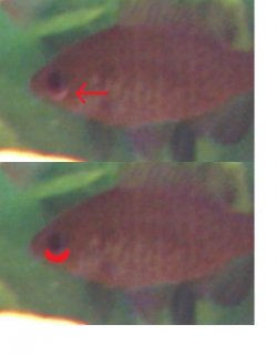 fishywishy.jpg fishywishy.jpg