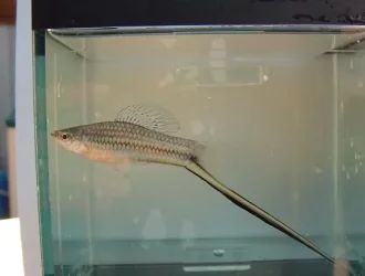 Xiphophorus_montezumae.webp