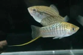 Xiphophorus_nezahualcoyotl.webp