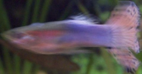 guppy1.jpg