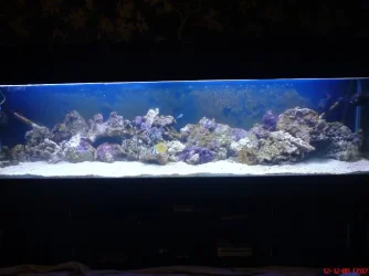 newreef.webp