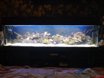 newreef2.webp