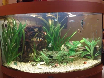 tank_lights_on.webp