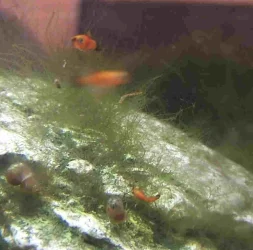 Fish.webp