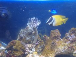 dusterandfish3.JPG