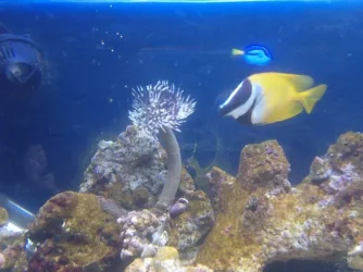 dusterandfish3.webp