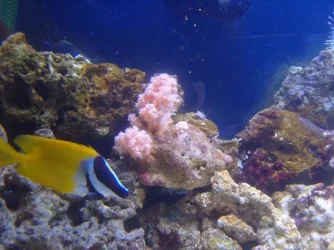 pinkcoral.webp