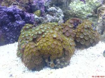 newpolyps.webp