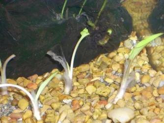 Pellia_005__Small_.webp