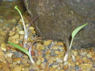 Pellia_006__Small_.webp