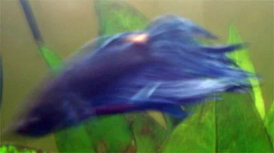 tom02.webp