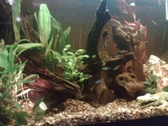 my_tank_4.webp