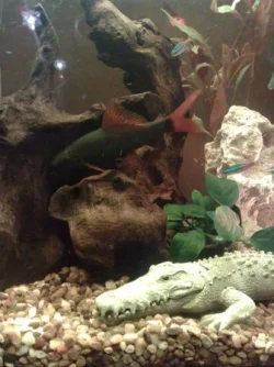 my_tank_3.webp