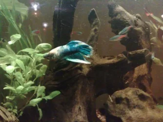 my_tank_6.webp