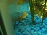 pleco_cory.webp