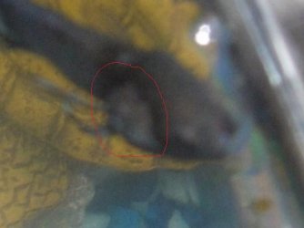 indy_sicker.jpg indy_sicker.jpg