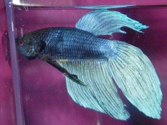 RSCN2423.JPG RSCN2423.JPG