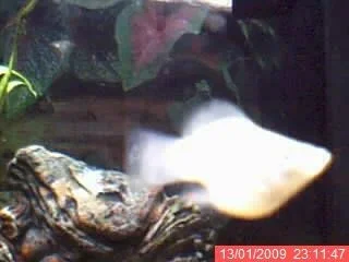 mollie3.webp