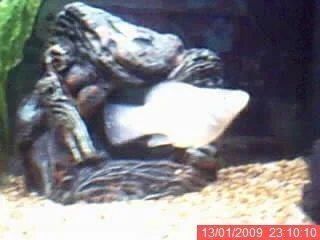 mollie4.webp