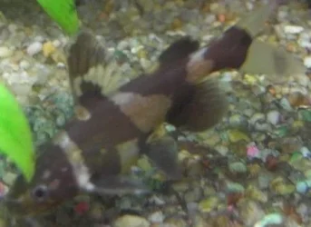 Siamese_Bumblebee_Catfish.webp