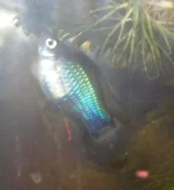 platy_004.webp