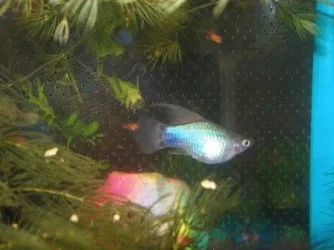 blue_platy.webp
