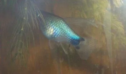 blue_platy_2.webp