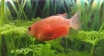 Gourami_cropped.webp