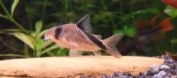 Alfonzo_cropped.webp