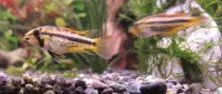 Milly_cropped.webp