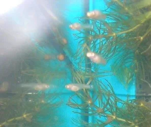 fry_002.webp
